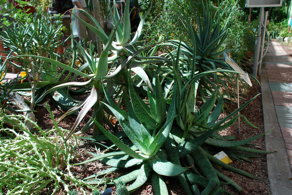 Orto Botanico_112.JPG